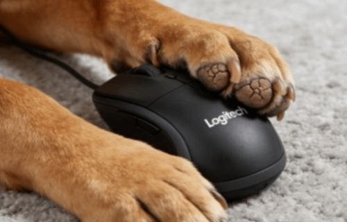 罗技官号删除道歉声明！曾侮辱顾客是狗