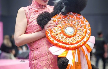 霍思燕和家人在泰国比赛期间有哪些温馨的互动细节？|可爱小狗|杜江|女儿|赛场|妻子