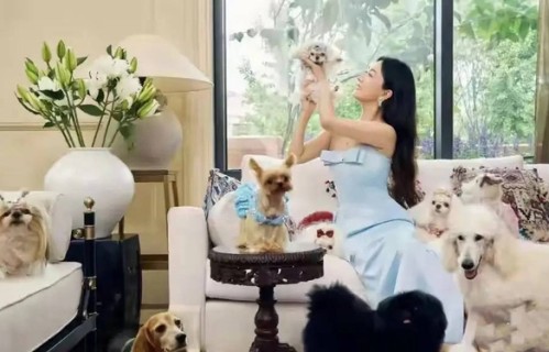 霍思燕带爱犬泰国比赛，穿浅粉色旗袍气质优雅，素颜的模样也挺美